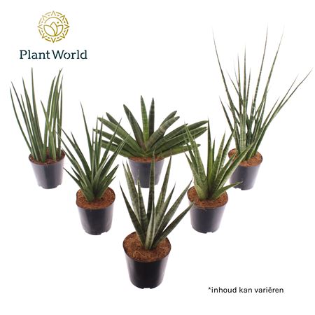Sansevieria Luxe Mix