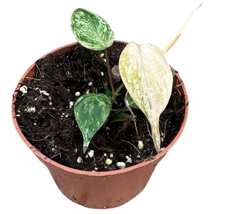 Philodendron Micans Marble Variegata.