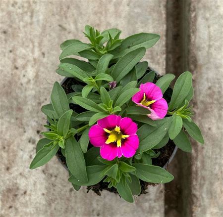Calibrachoa Cabaret Bumble Bee Rose
