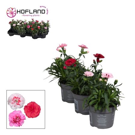 Dianthus Oscar Mix