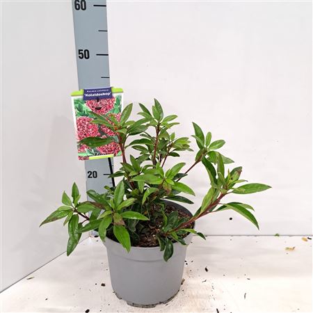 Kalmia Lat Kaleidoskop