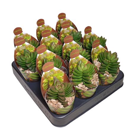 Crassula Benjamin