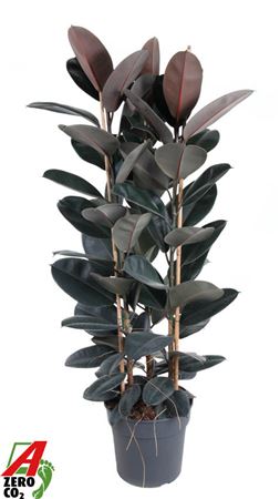 Ficus Elastica Abidjan 3pp P34