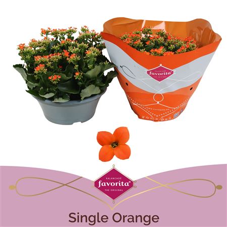 Kal Single Orange In Bowl