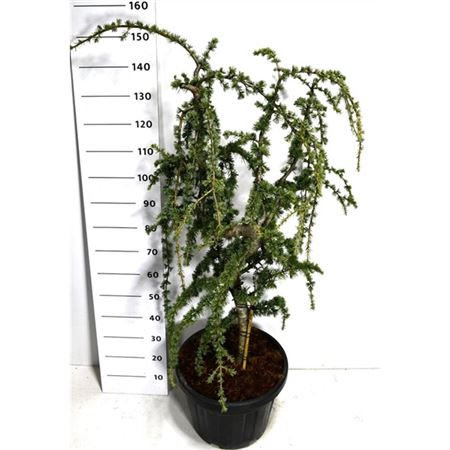 Cedrus Lib Glauca Pendula
