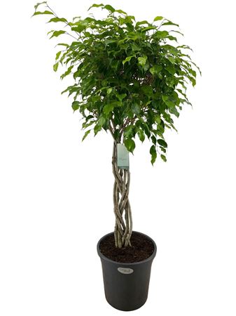 Ficus Be Exotica Braid