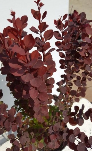 Барбарис тунберга Чоклэт Саммер