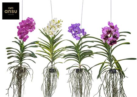 Vanda Blauw Mutant
