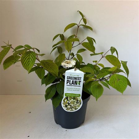 Viburnum Plic Cascade