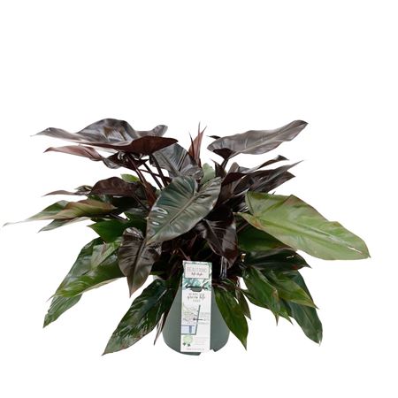 Philodendron Lisa
