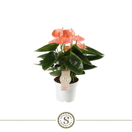 Anth An Spirit 5+ (stolk)