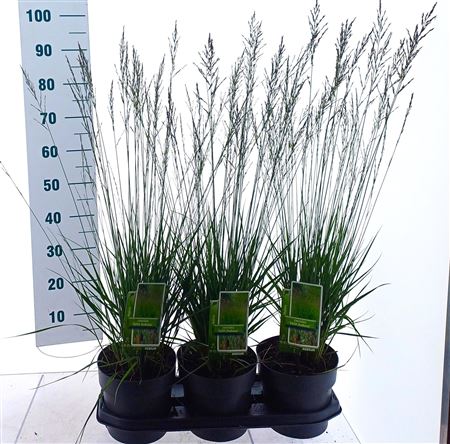 Molinia Caerulea Edith Dudszus