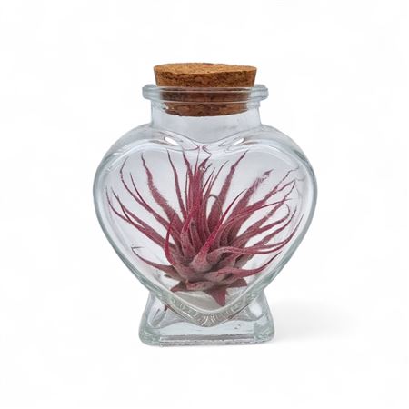 Tillandsia Heart Bottle Small