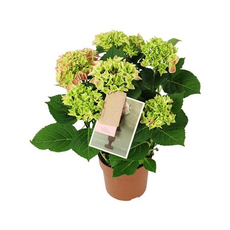 Hydrangea Ma Bicolor Pink 5+