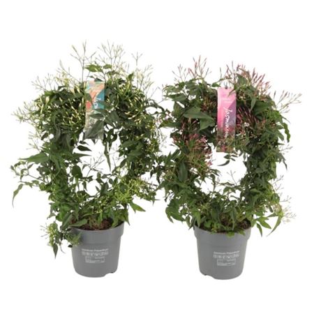 Jasminum Mix Arch 300+