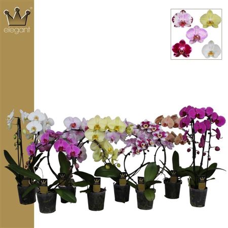 Phal 2st Shapes Mix 16+ (bernhard)