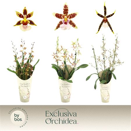 Cambria 3st Mix Exclusiva Orchidea Potcover