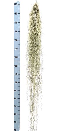 Tillandsia Usneoides Grey