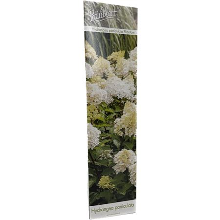 Hydrangea Pan Phantom
