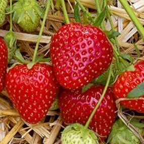 Земляника садовая Парландо