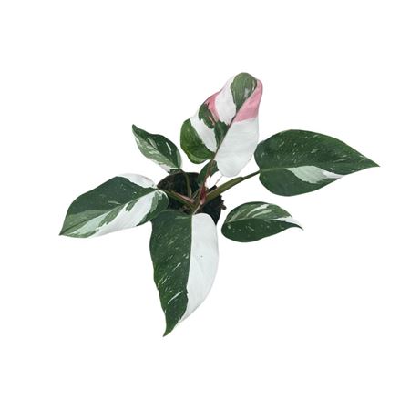 Philodendron White Princess Tricolor