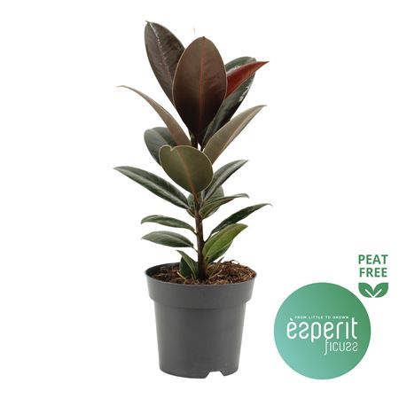 Ficus El Melany
