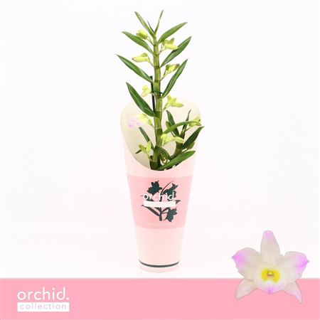 Dendr Nob 1st Kumiko Orchid Collecti