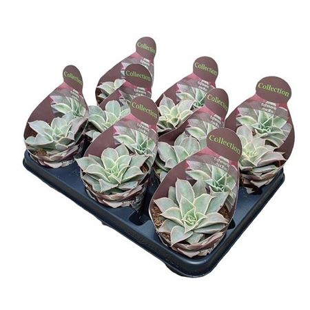 Echeveria Madiba Potcover