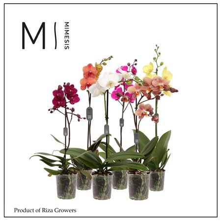 Phalaenopsis Multi Mix 1 Spike - 12cm | Mimesis