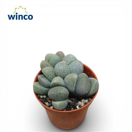 Pleiospilos Nelii (group)