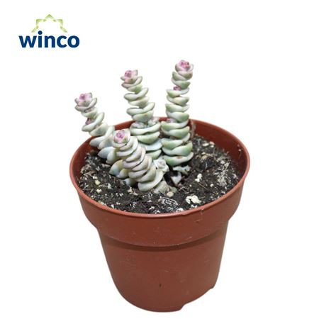 Crassula Marneriana Variegata