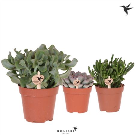 Succulenten Mix Kolibri