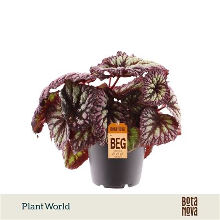 Begonia Rex Fireworks