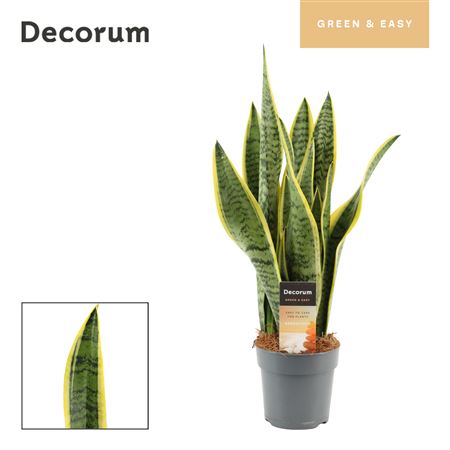 Sansevieria Laurentii (dec)