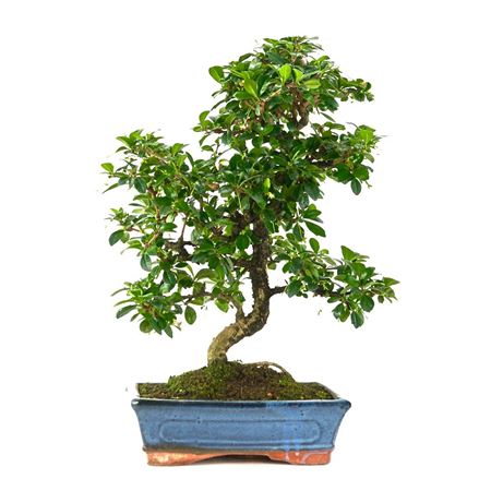 Bonsai Carmona Microphylla S-shape