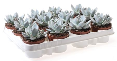 Echeveria Ice Crystal