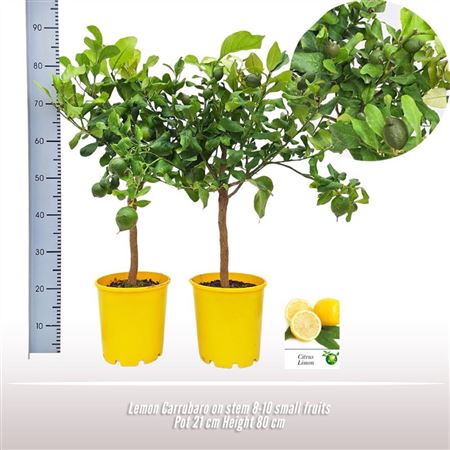 Citrus Carrubaro On Stem
