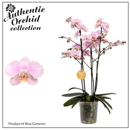 Phal 3st Marvellous Light Pink 40+ Authentic (orch