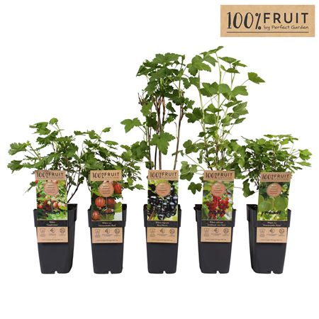 Ribes Mix