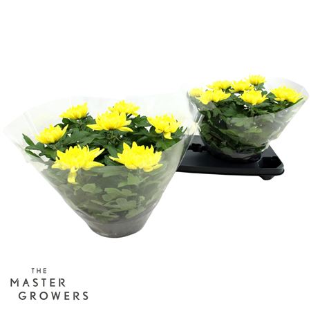 Chrys Deco Cosmo Yellow 7pp
