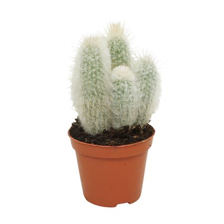 Austrocephalocereus Dybowski