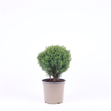 Thuja Occ Teddy