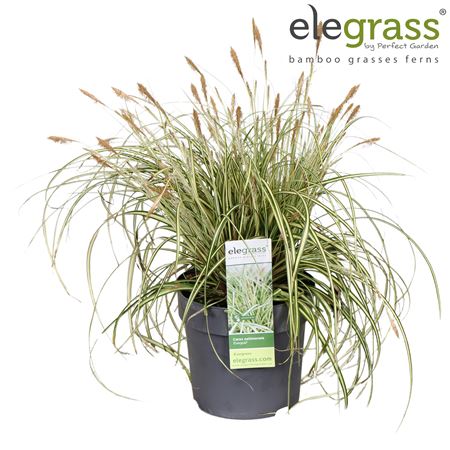 Carex Hachijoensis Evergold