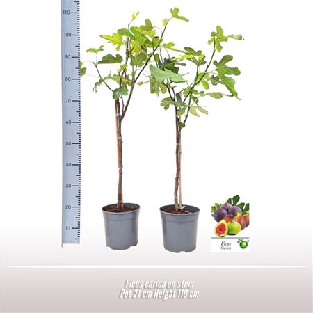 Ficus Carica On Stem