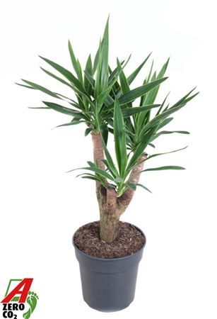 Yucca Puck Branched