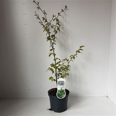 Parrotia Persica On Stick