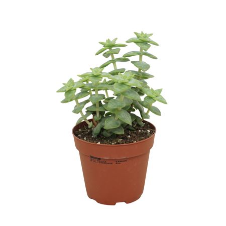 Crassula Perforata 8