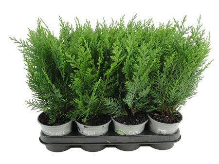 Chamaecyparis Lawsoniana Columnaris