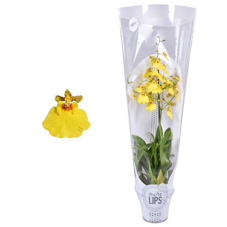Oncidium 1st Pupikea Yellow Morelips Sleeve