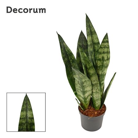 Сансевиерия замороженная (декорум)